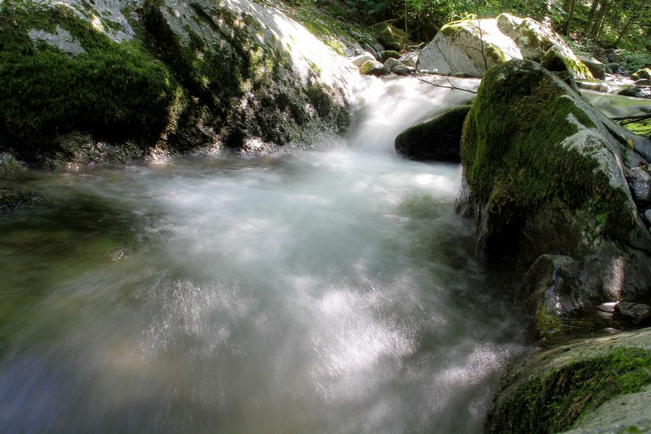 A slow-moving creek surrounded by trees