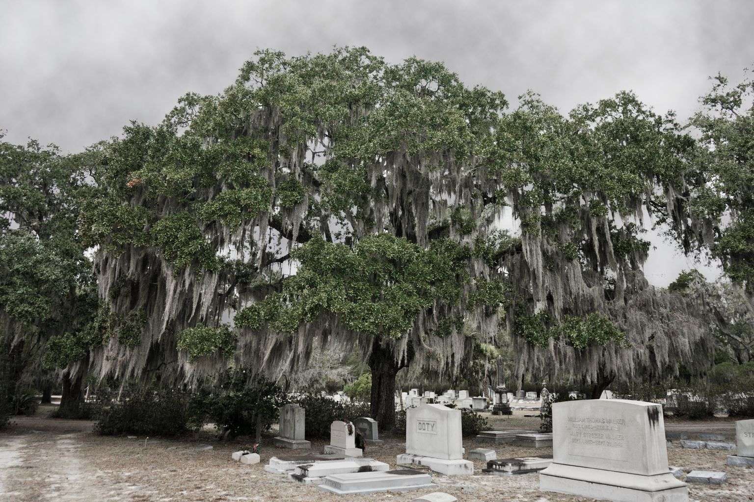 Historic cemetery grounds shaded by moss-draped oak trees