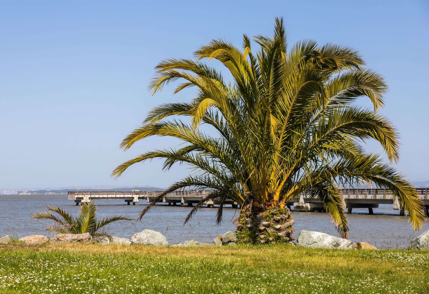 A wooden pier extends into calm bay waters lined with palm trees on a sunny day