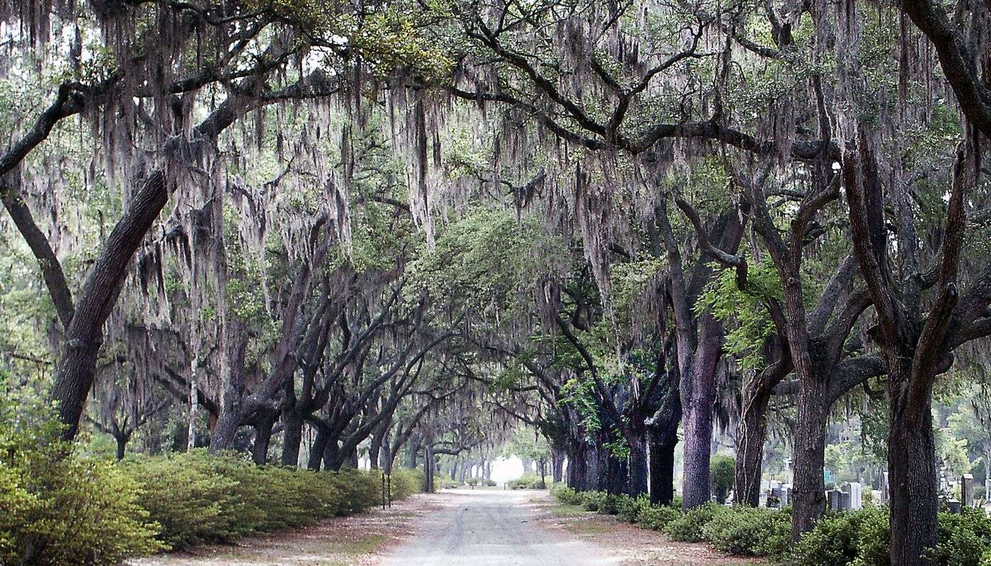 Sunlit oak-lined path through a historic Southern cemetery with Spanish moss overhead