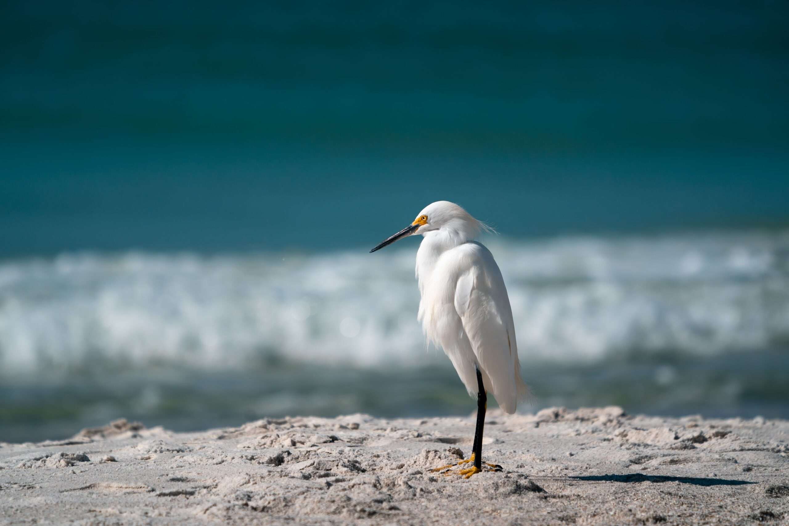 White sand beach and clear water along the Alabama Gulf Coast near Gulf Shores