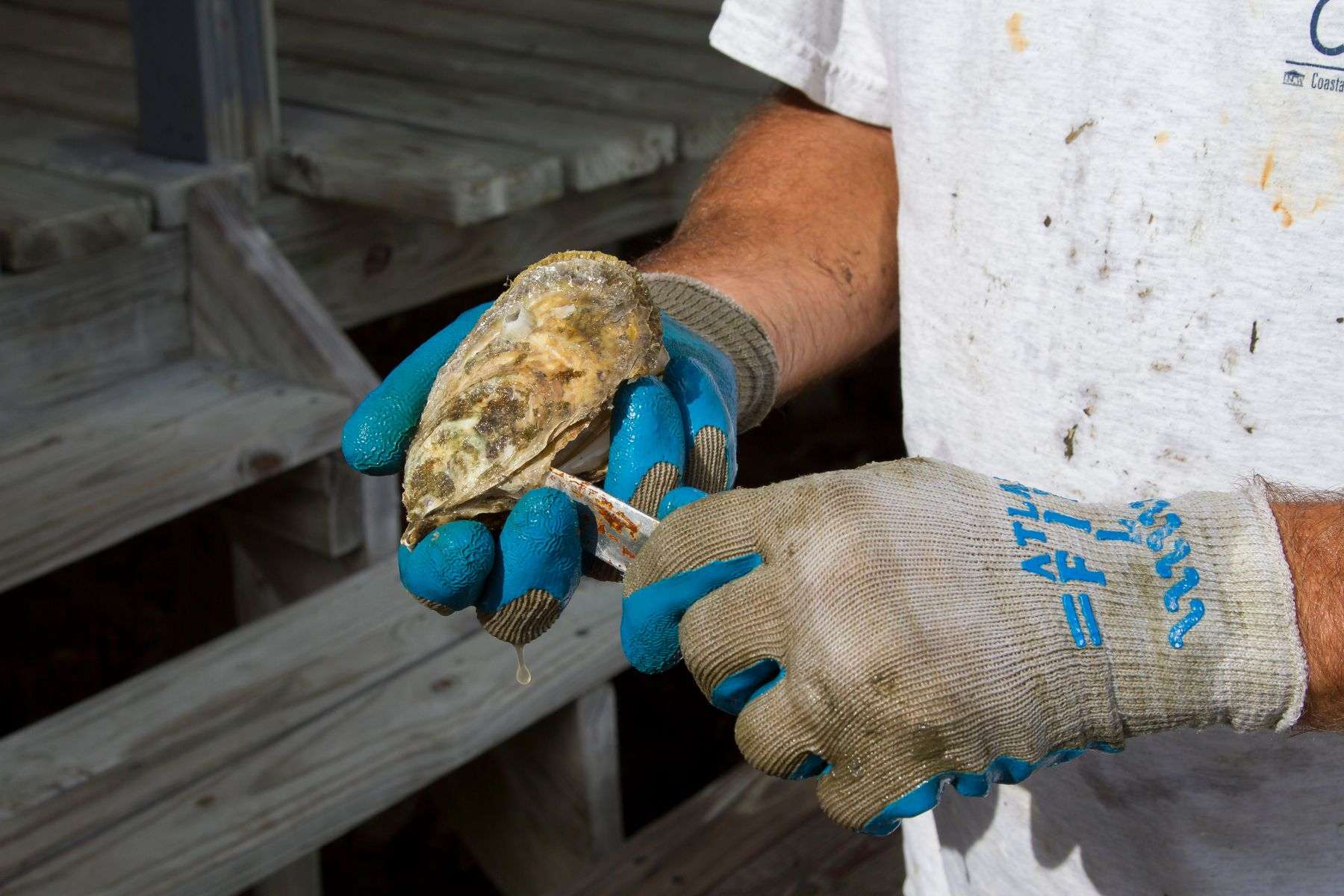 Hands shucking a fresh Gulf oyster on a dock