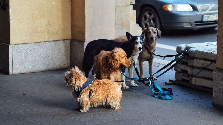 A pet dog on a leash in a yard