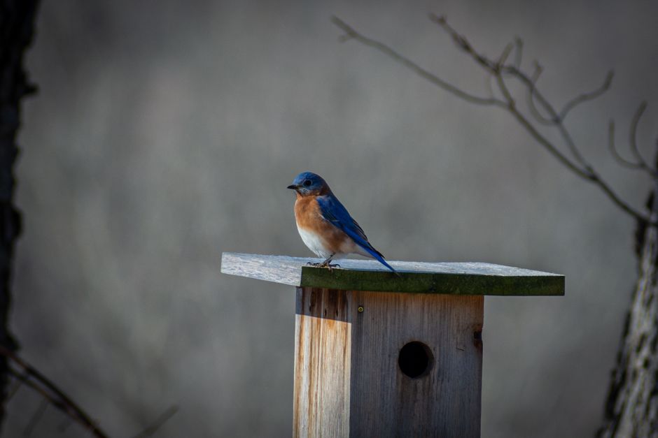 A bluebird perched near a birdhouse representing a conservation workshop