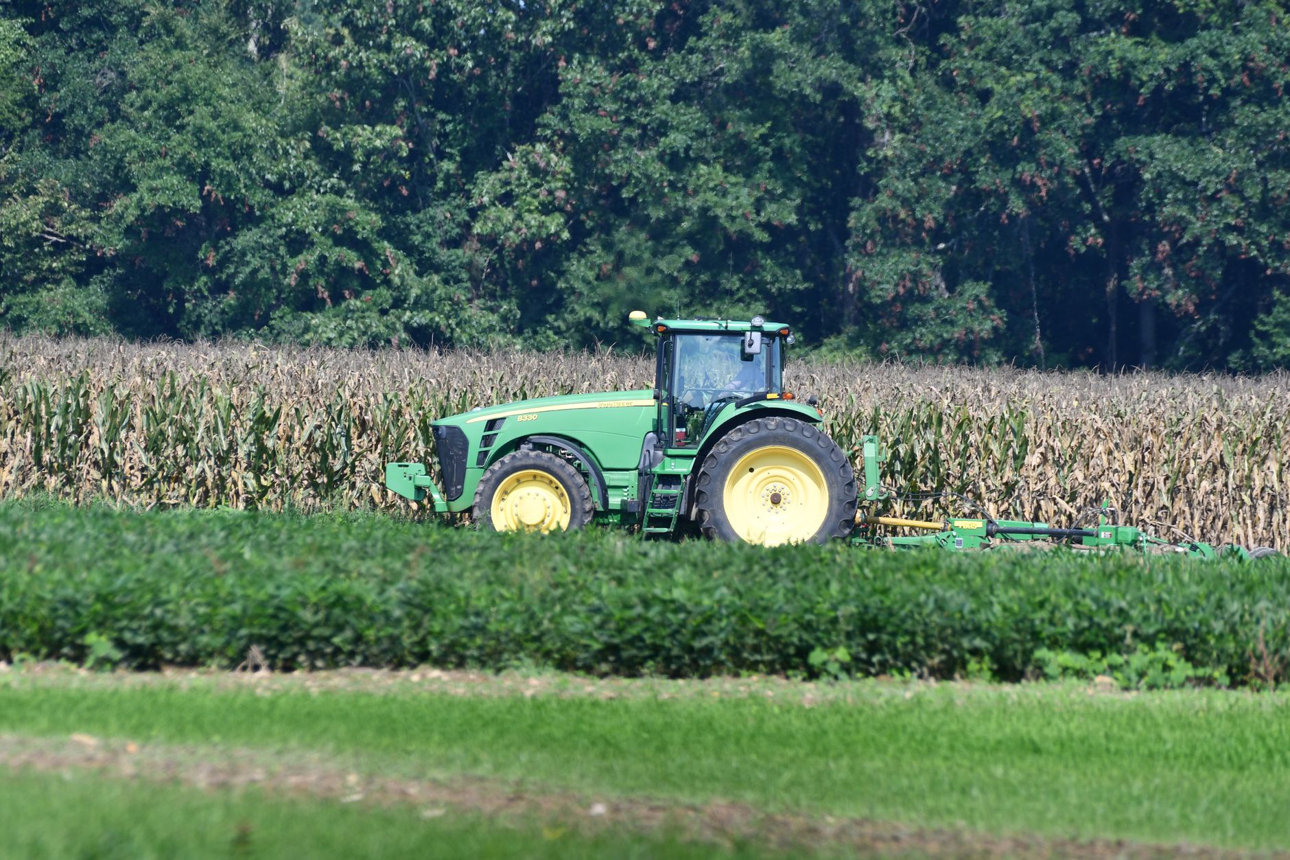 Rows of crops in a south Alabama field