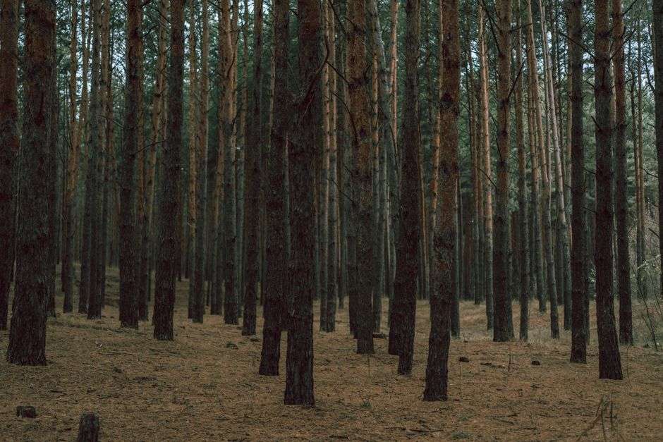 Tall longleaf pine trees rise above a sandy forest floor in a preserved woodland