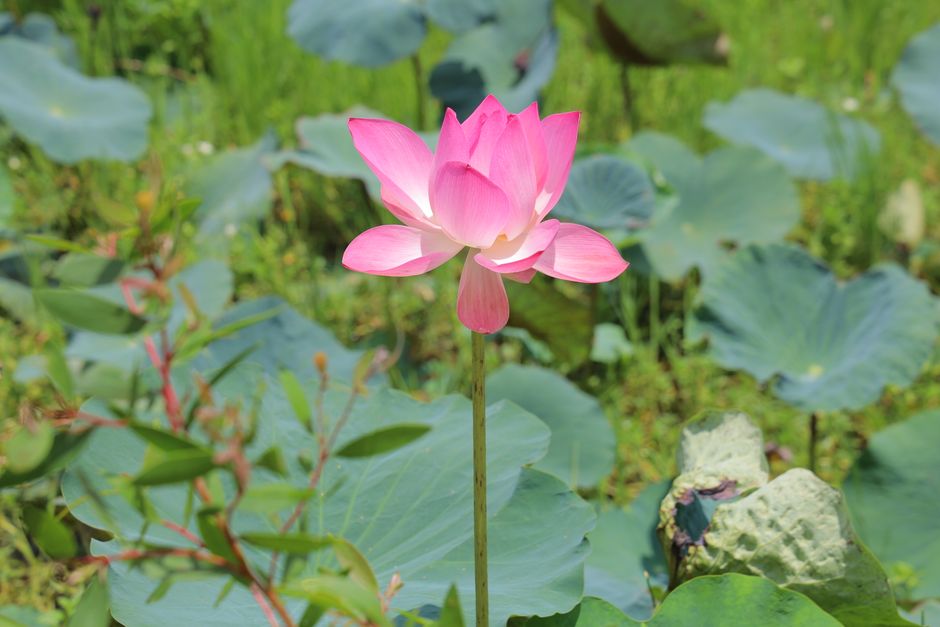 Golden American lotus flowers blooming along a river delta