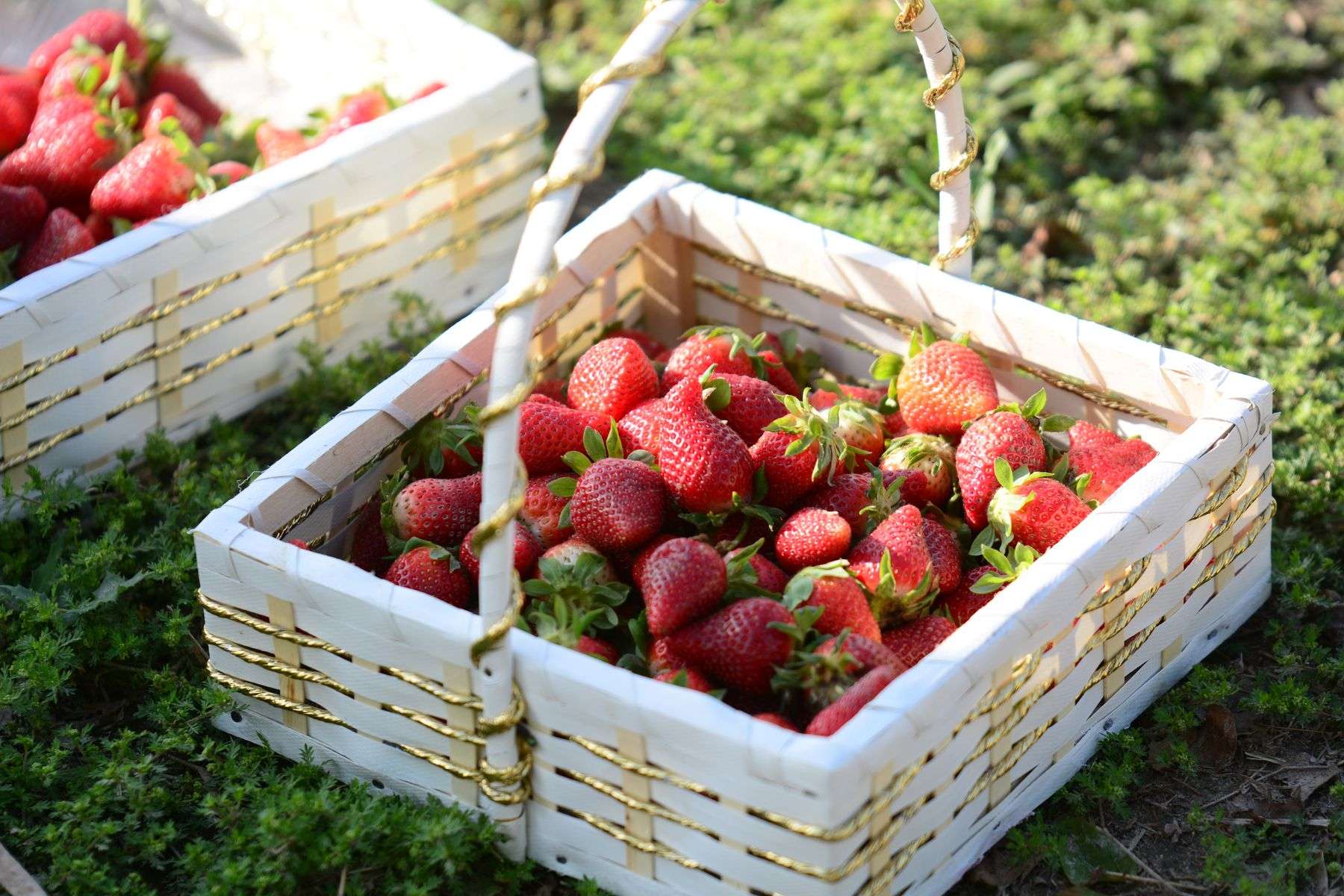 A basket of fresh strawberries