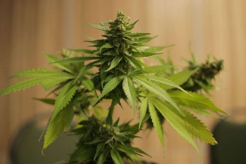 Close-up of a cannabis plant's leaves and buds, representing Alabama's new medical cannabis law