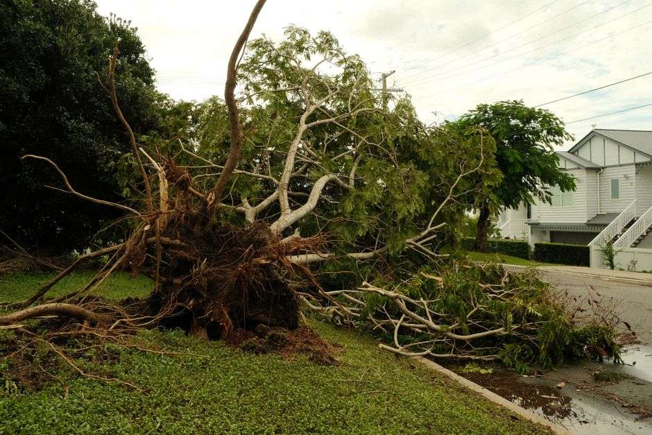 A large tree toppled onto a residential street after a severe storm