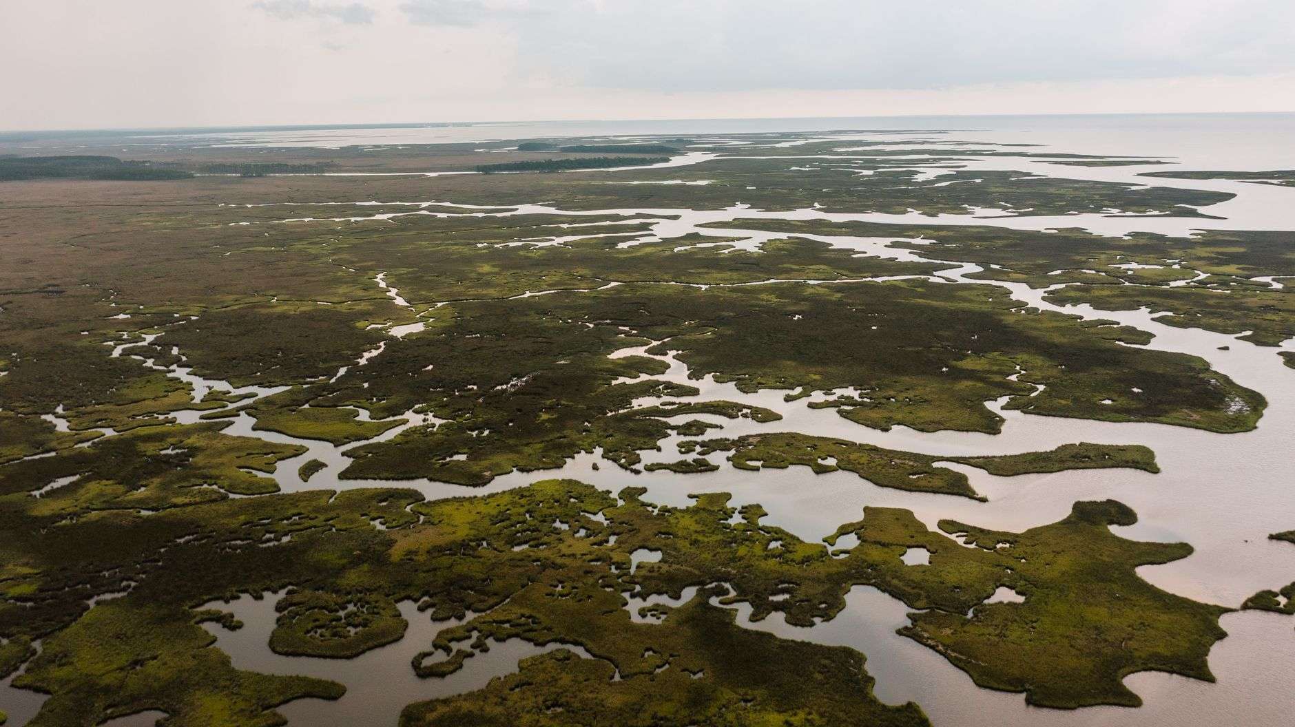 Coastal wetlands and marsh grass along Mobile Bay