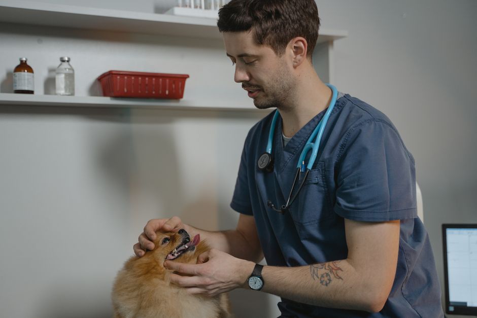 A therapy dog visiting a hospital patient room
