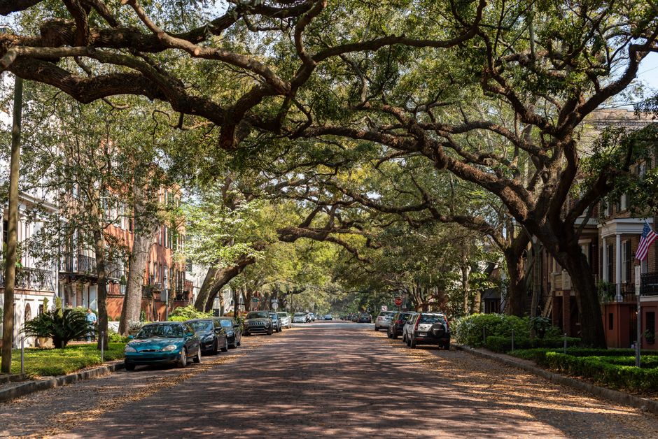 Mature oak trees trimmed near overhead power lines on a residential street