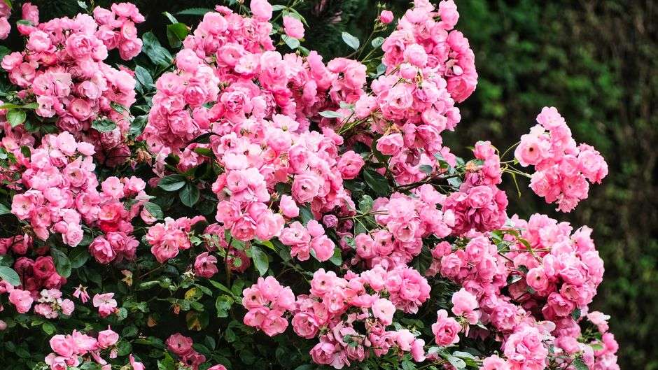 Close-up of pink rose blooms in a Gulf Coast garden bed