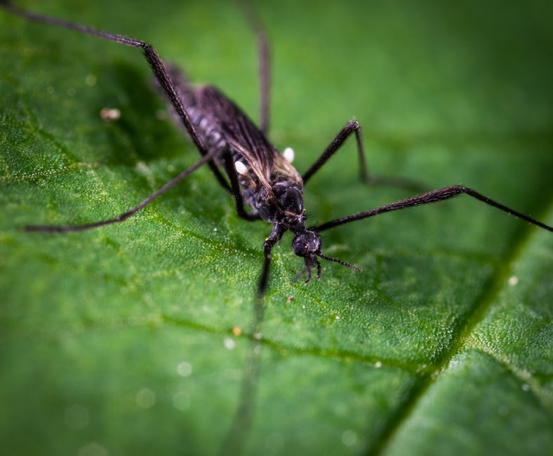 Mosquito control vehicle spraying in a rural South Alabama neighborhood