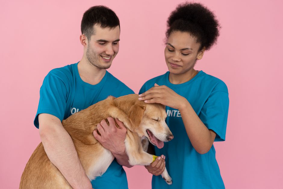 Volunteers working with dogs at an animal shelter