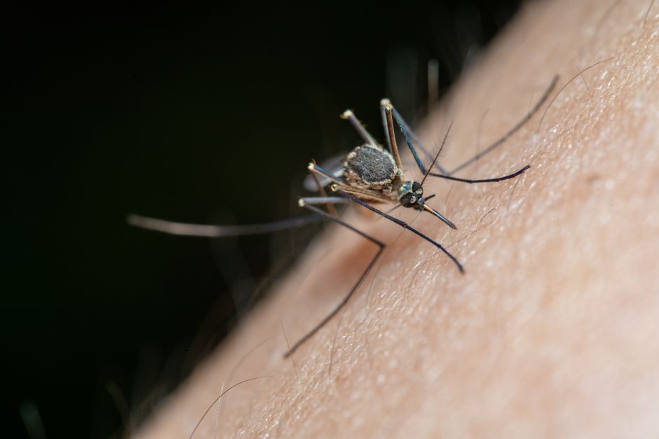 Mosquito prevention outdoors