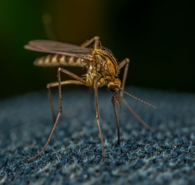 A mosquito on skin outdoors