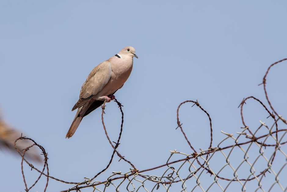Open field used for a dove hunt in rural Mobile County