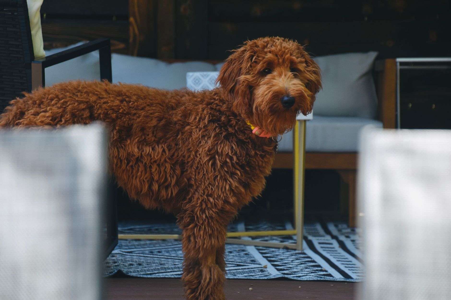 A Goldendoodle dog standing indoors with curly brown fur