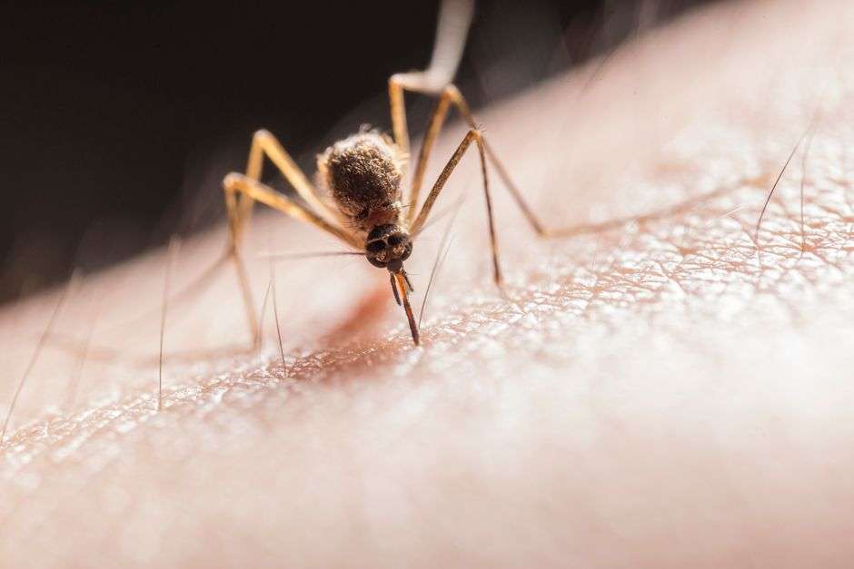 Close view of a mosquito associated with public health history