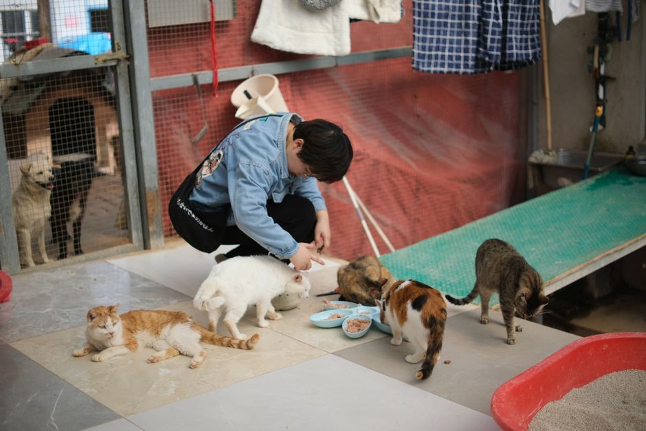 Volunteer caring for rescued cats at an animal shelter