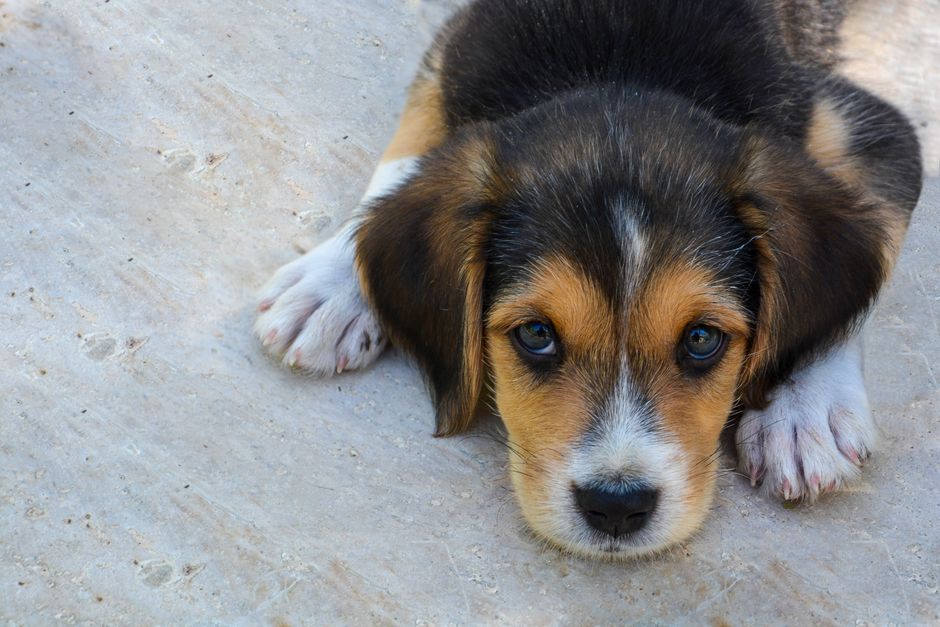 A beagle mix dog similar to Tinkerbell, adopted through a Mobile rescue transport