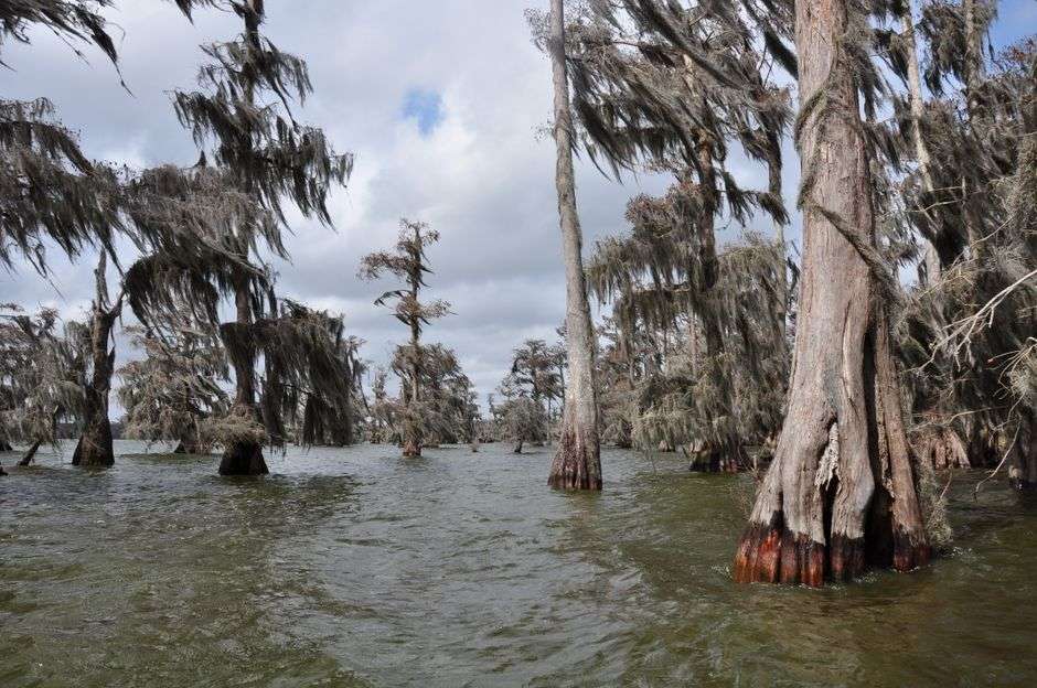 Water tupelo and bald cypress trees draped in Spanish moss rise from the still, dark water of the Mobile-Tensaw Delta