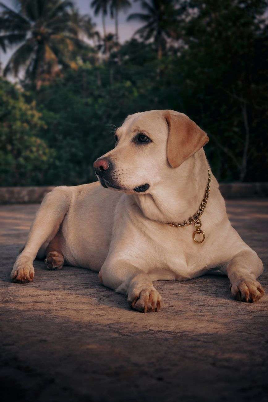 Labrador retriever dog