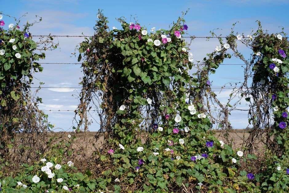 Purple morning glory flowers blooming along a garden fence