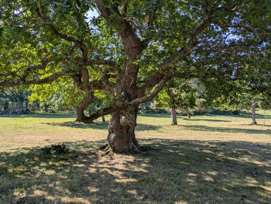 A large oak tree with a wide, low-hanging branch in a park setting