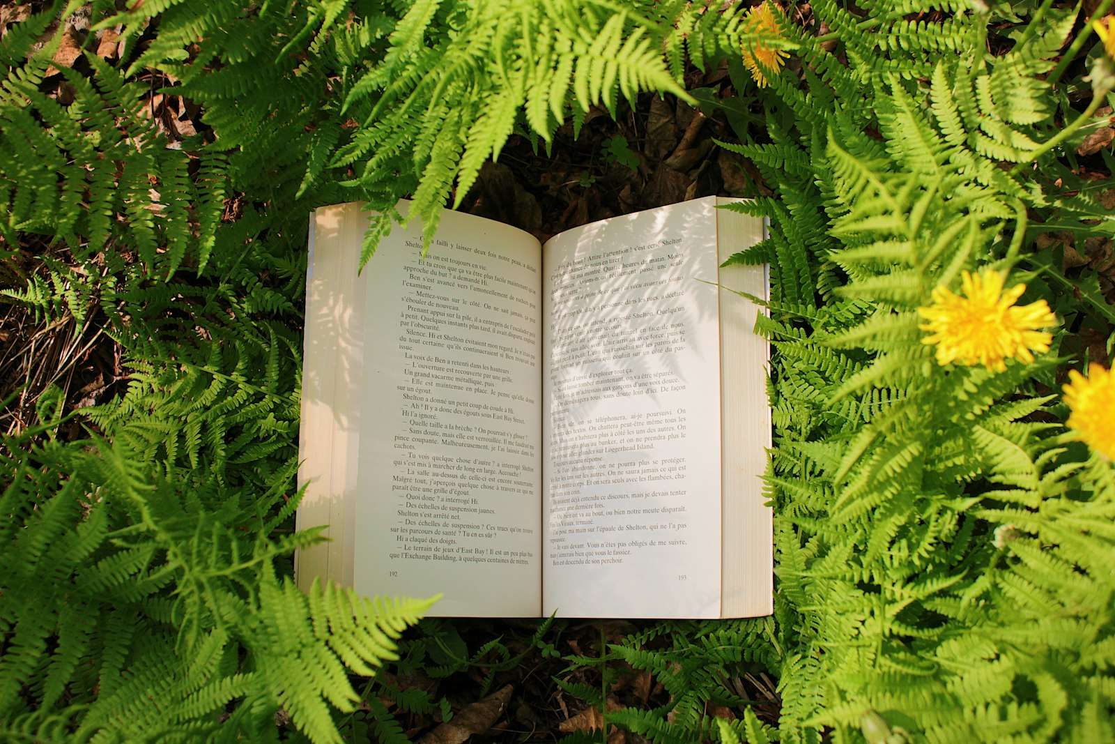 An open novel resting outdoors among ferns and leaves, evoking a woodland survival story