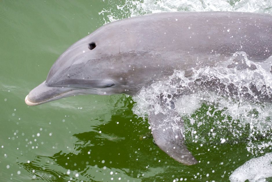 A bottlenose dolphin swimming in Gulf Coast waters