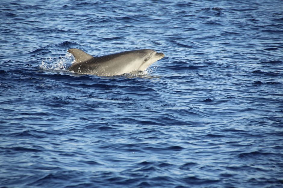 A bottlenose dolphin swimming, representing a wildlife killing investigation in Orange Beach