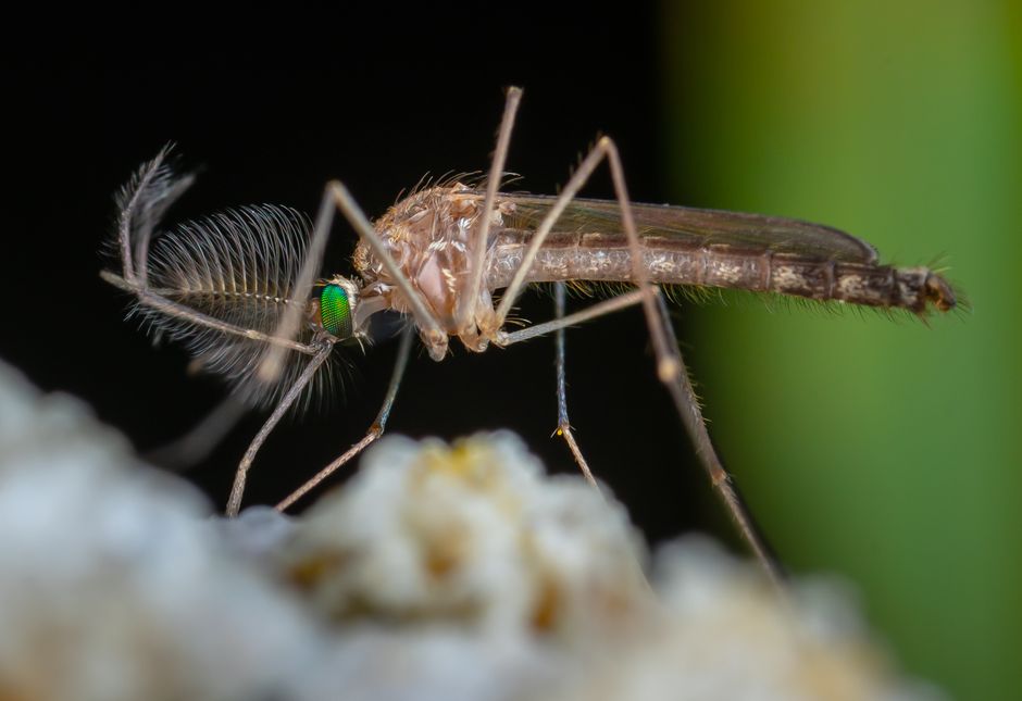 Mosquito monitoring outdoors