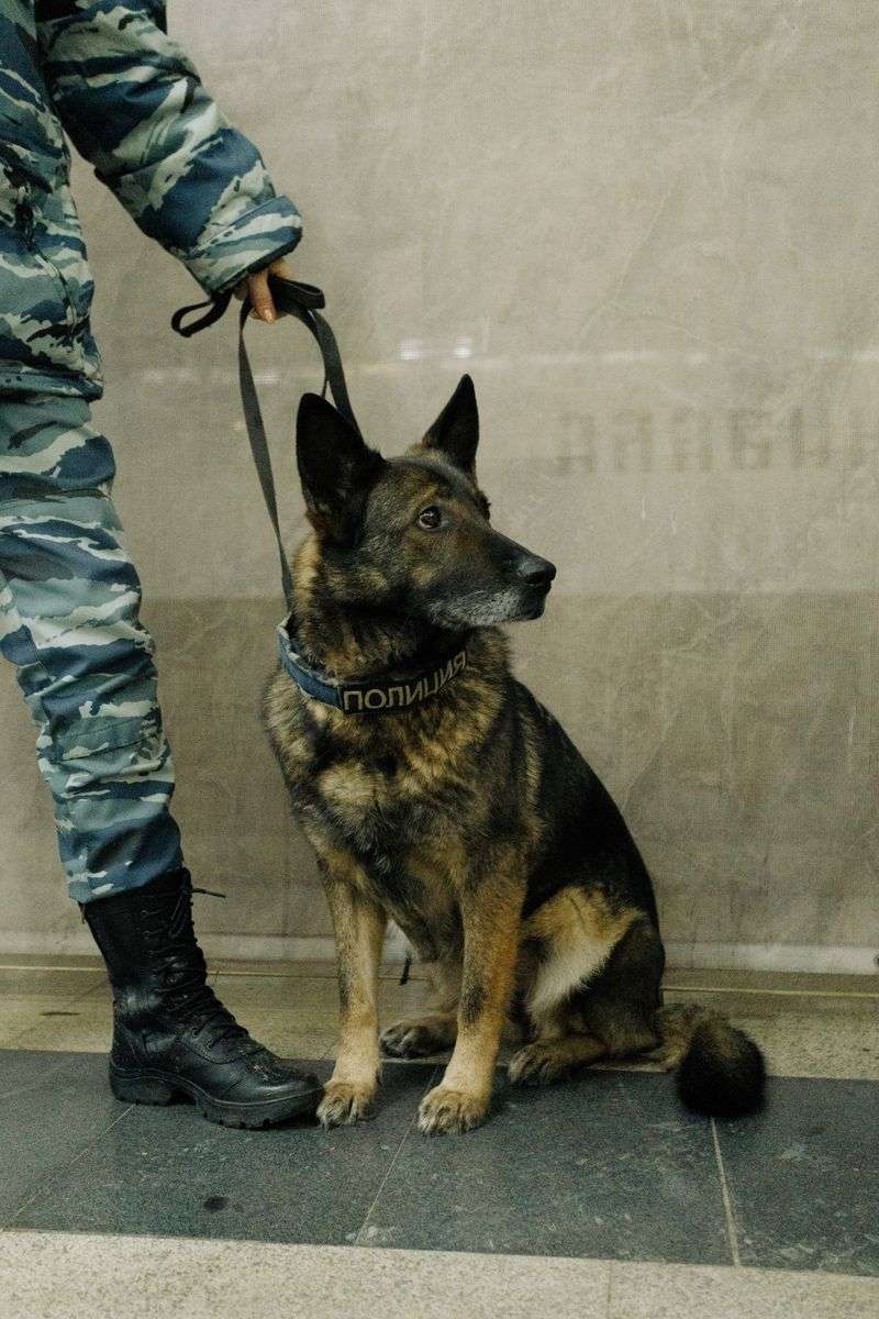 Police K9 officer on duty