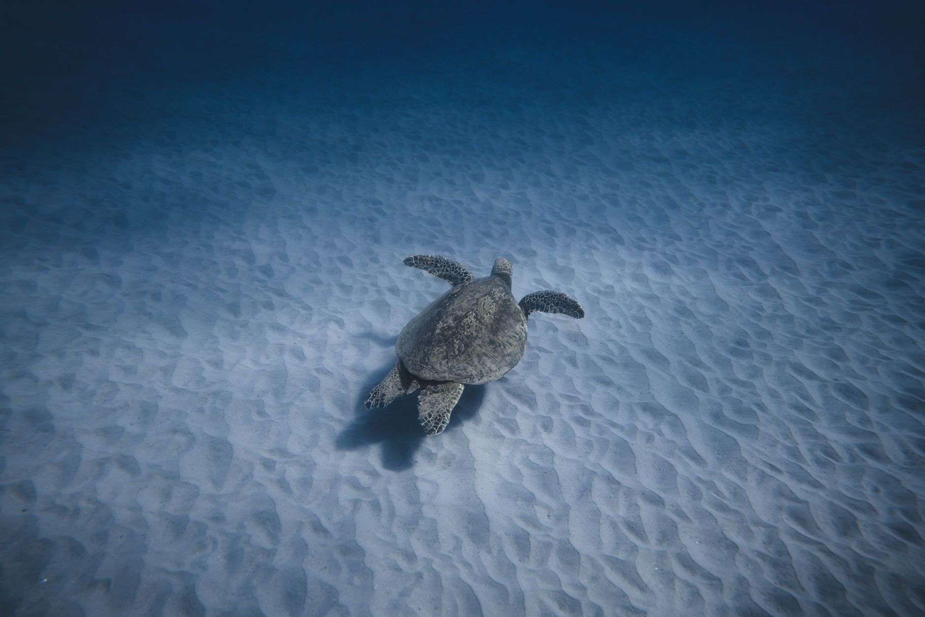 A sea turtle swimming near the ocean floor