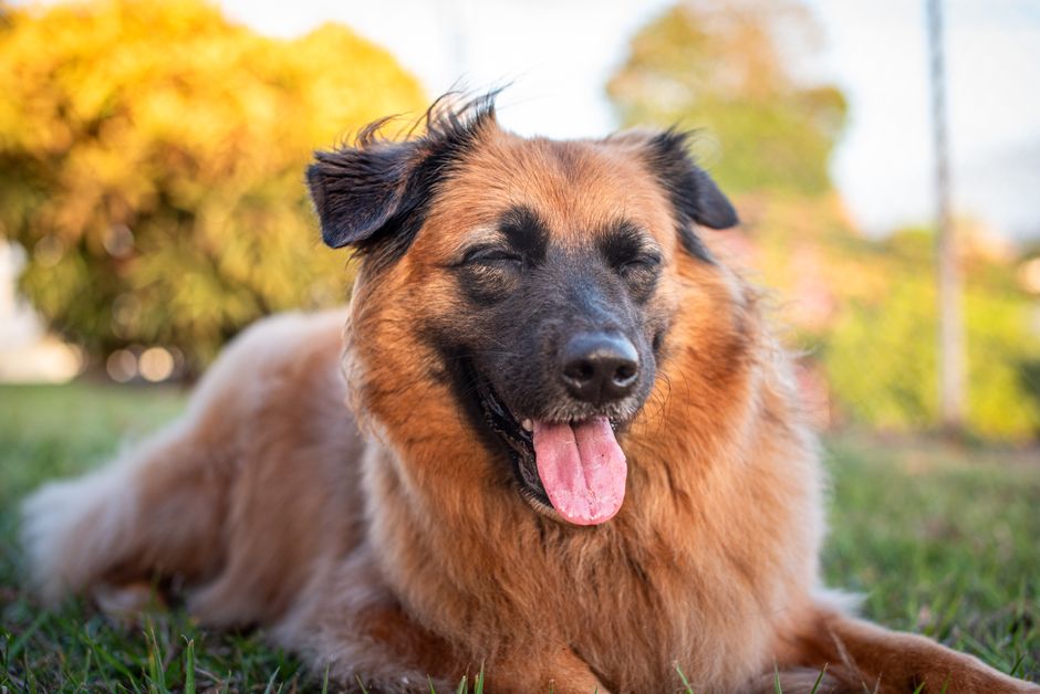 A rescue dog representing a heartwarming lost-and-found pet story