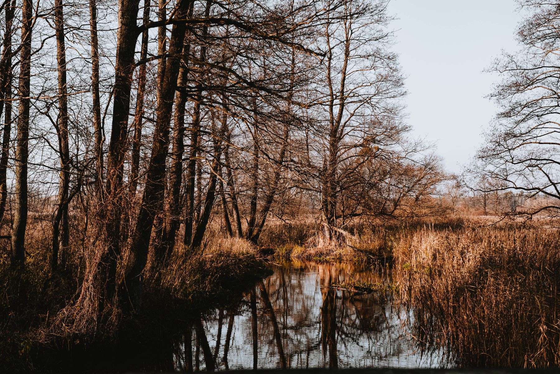 A wooded river and wetland habitat typical of the Perdido River watershed