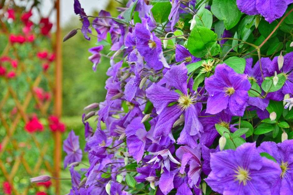 Purple clematis flowers blooming on a climbing vine in a garden