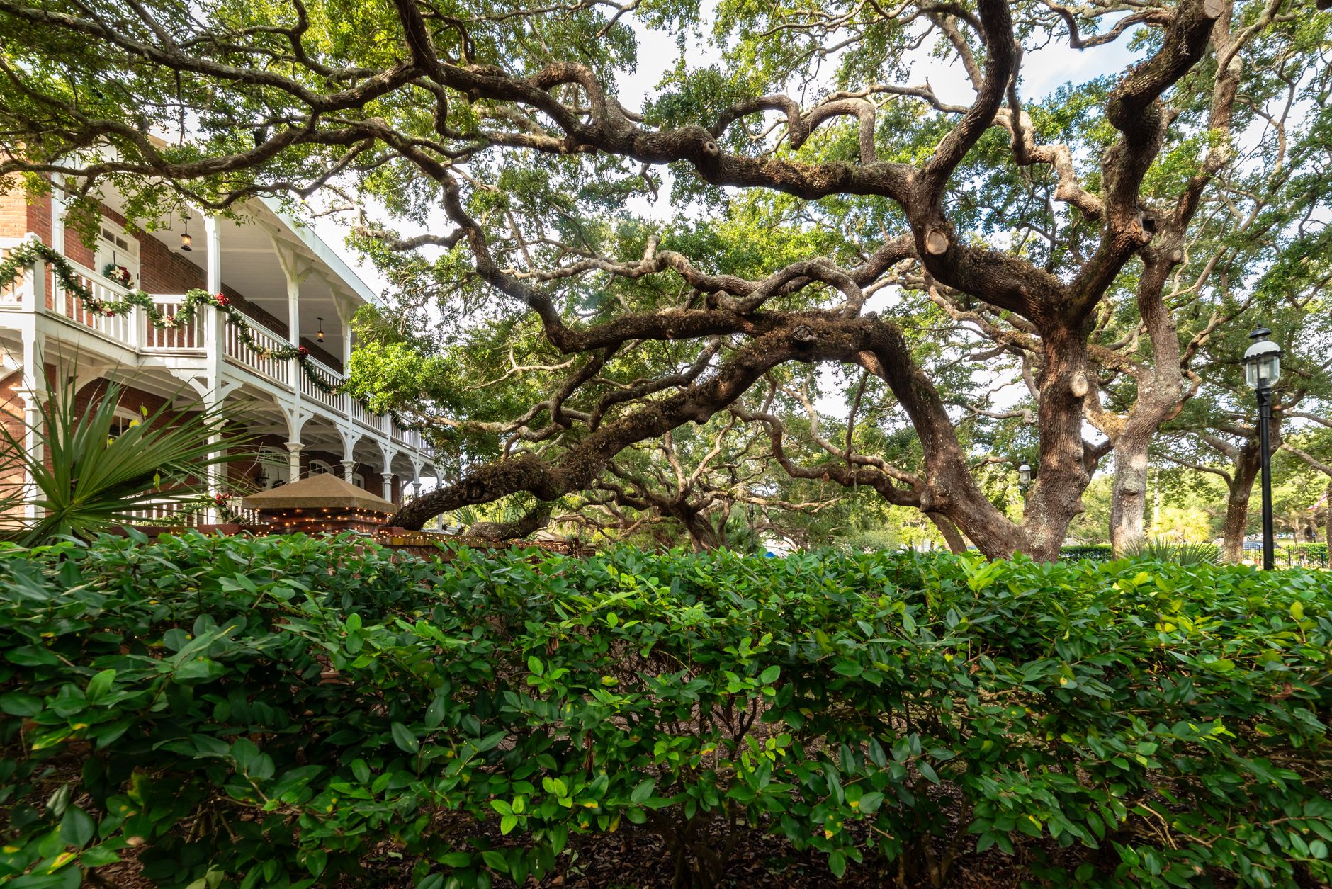 Historic Southern home shaded by live oak trees