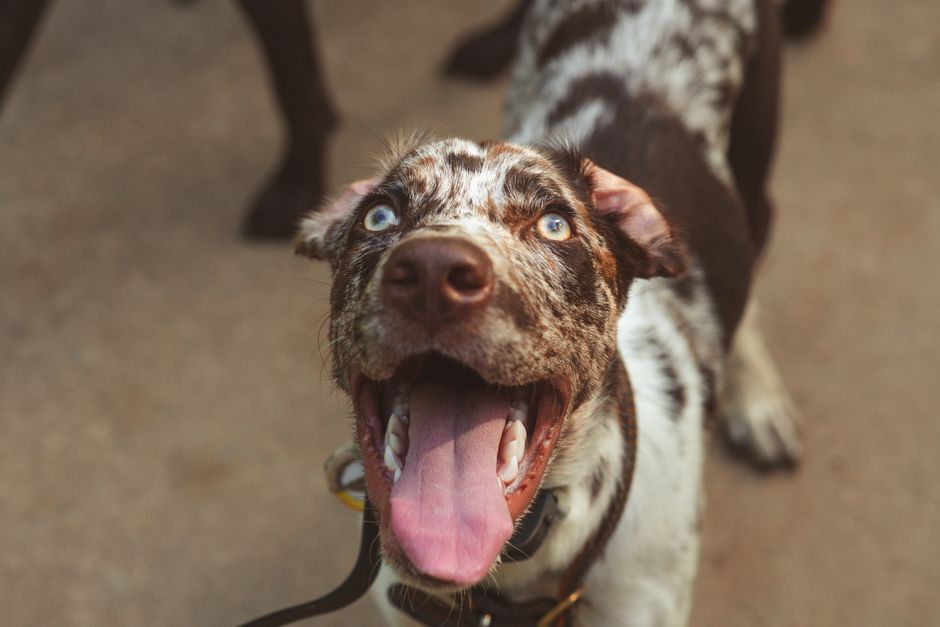 Catahoula leopard cur dog like the Satsuma deaf dog shot in 2014