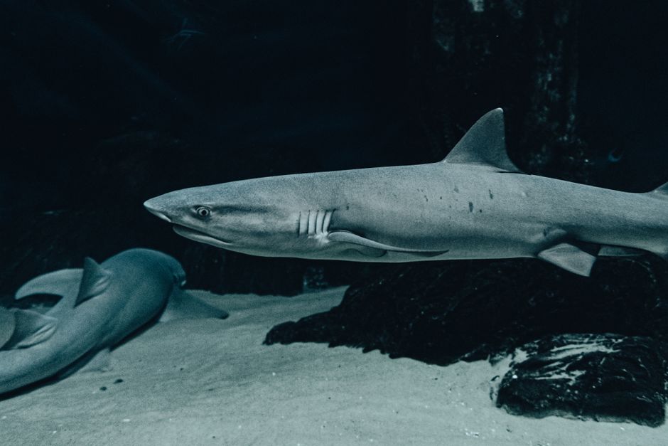 A shark swimming in shallow water close to a sandy Gulf Coast beach