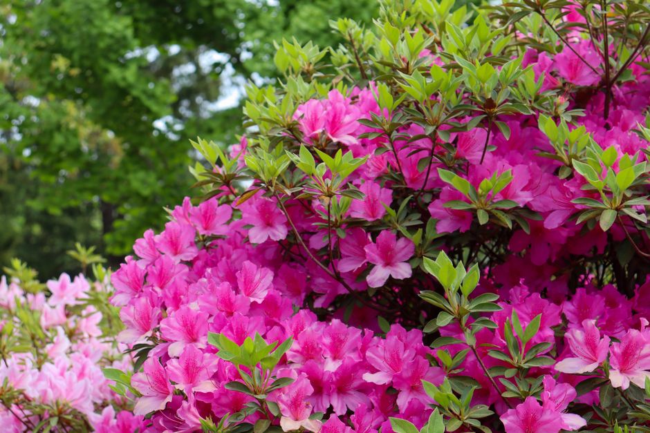 A blooming azalea garden in front of a brick Southern home