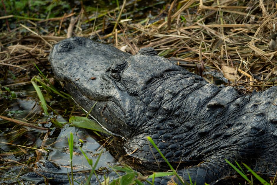 Alligator in the Mobile Delta