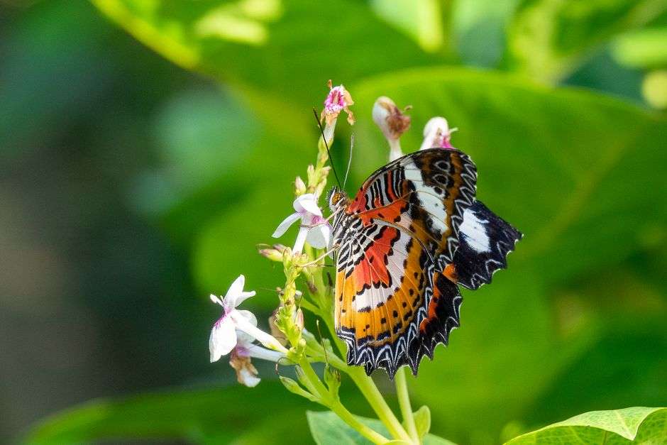 A butterfly rests on a flower in a school pollinator garden