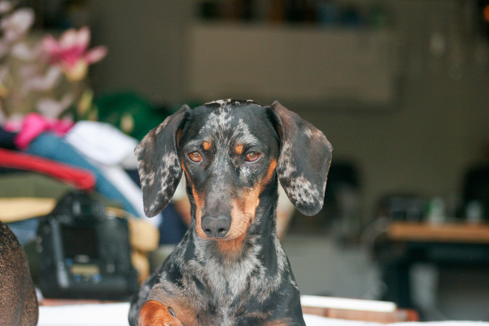A Dachshund mix dog looking at the camera, illustrating Tinker, available for adoption at the Mobile SPCA