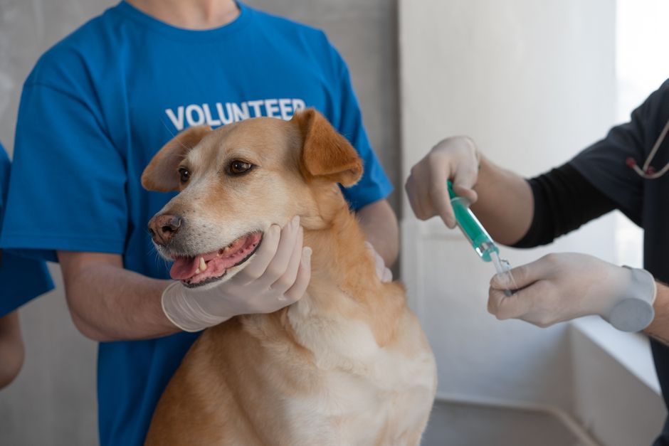Volunteer veterinarian administering a vaccine to a dog at a community clinic
