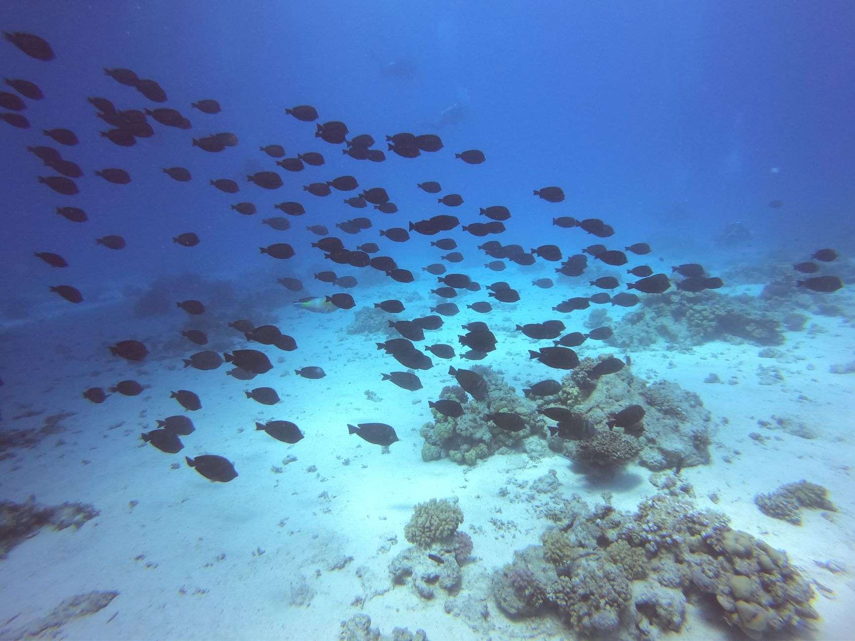 Researcher examining a fish sample for marine biology research