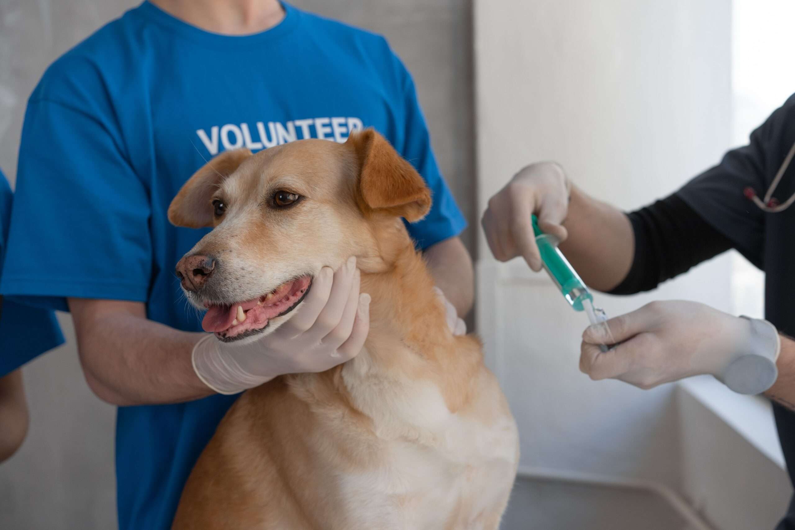 Veterinarian vaccinating a dog with a volunteer's help at a clinic